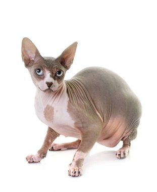 Sfenks kedisi Studio