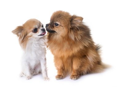 Pomeranian spitz ve chihuahua