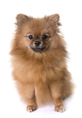 Pomeranian spitz Studio