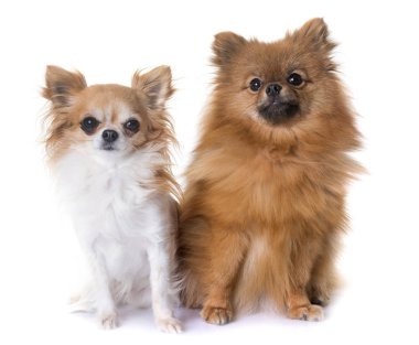 Pomeranian spitz ve chihuahua