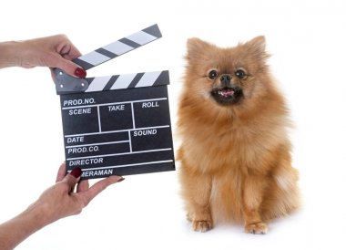 Pomeranian spitz ve film tokmağı