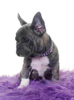 köpek yavrusu Fransız buldozer