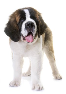 köpek saint bernard