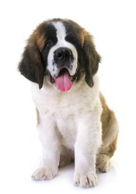 köpek saint bernard