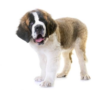 köpek saint bernard