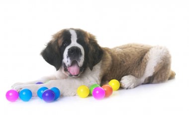 köpek saint bernard