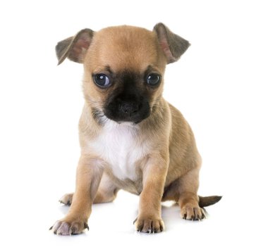 köpek chihuahua Studio