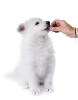 köpek yavrusu beyaz İsviçre çoban köpeği