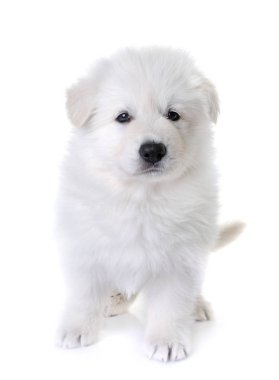 köpek yavrusu beyaz İsviçre çoban köpeği