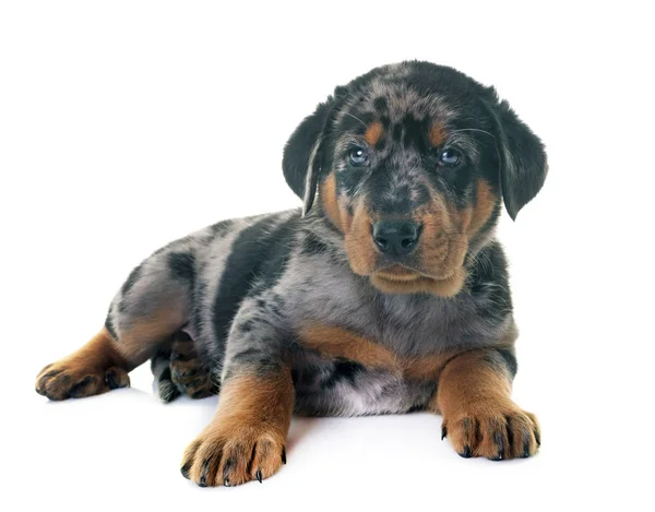 Welpen beauceron im Studio — Stockfoto