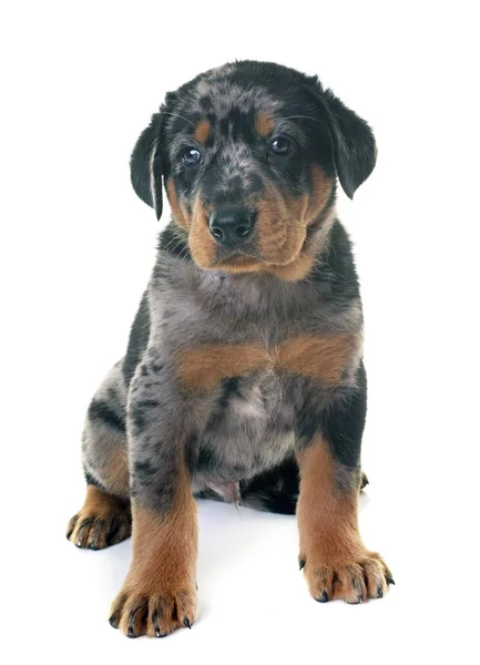 Welpen beauceron im Studio — Stockfoto