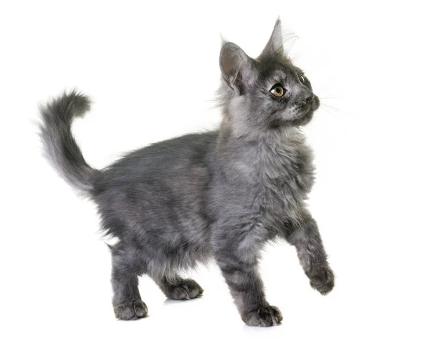 Maine coon kitten — Stock Photo, Image