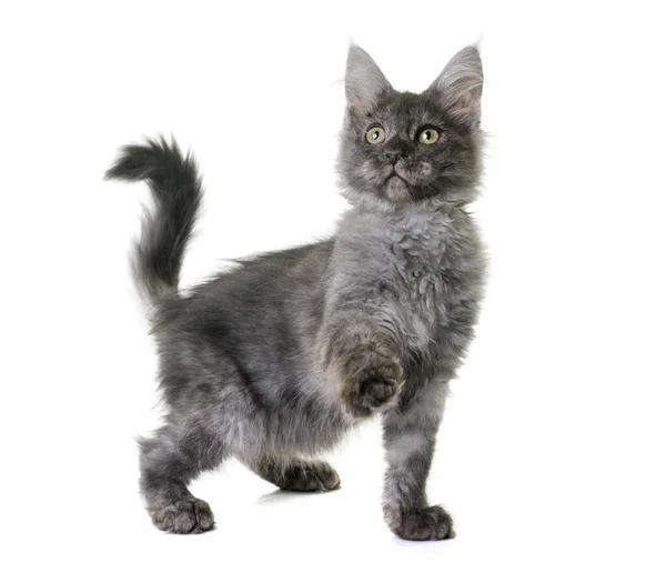 Maine Coon Kitten — Stockfoto