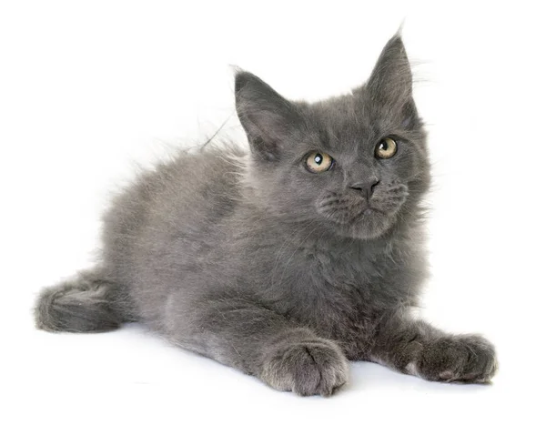 Maine Coon Kitten — Stockfoto