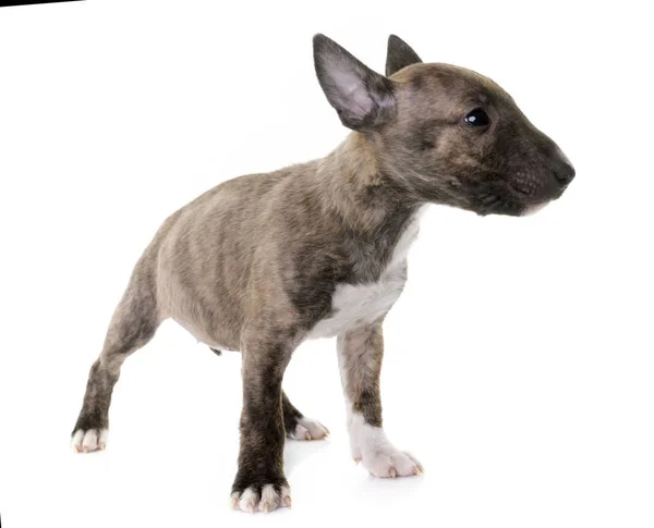 Miniatyr bullterrier — Stockfoto