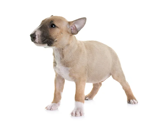 Minyatür bull terrier — Stok fotoğraf