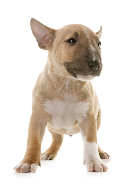 Terrier toro miniatura —  Fotos de Stock