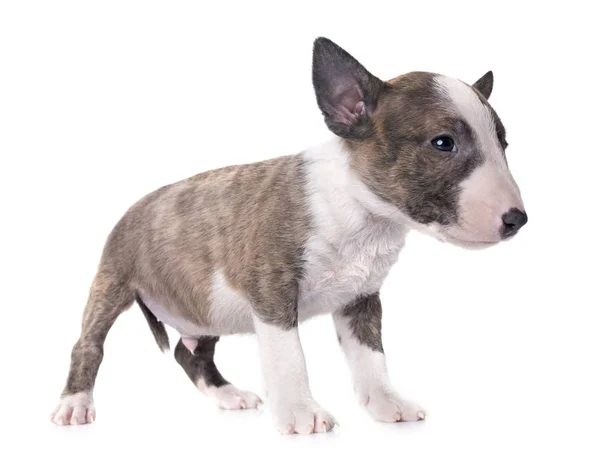 Miniatur-Bullterrier — Stockfoto