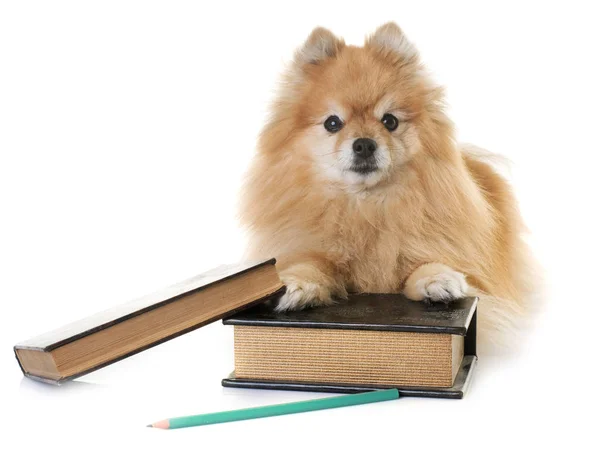 Pomerania spitz e libri — Foto Stock