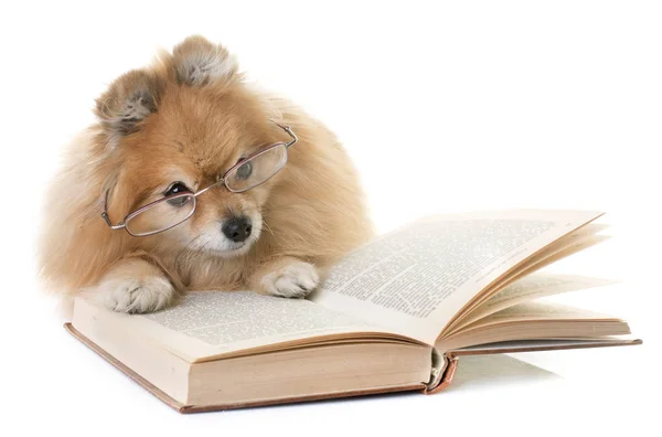 Pomeranian spitz and books — Stock Photo, Image