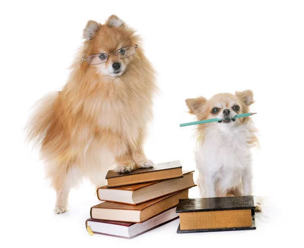 Pomeranian spitz, chihuahua ve kitaplar — Stok fotoğraf