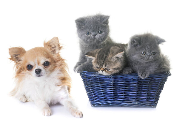 exotic shorthair kitten and chihuahua