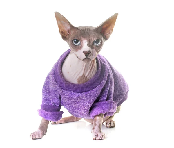 Dressed sphinx cat in studio — Stock Photo, Image