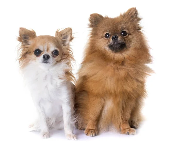 Pomeranian spitz and chihuahua — Stock Photo, Image