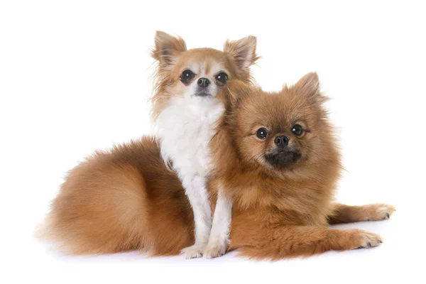 Spitz pomeraniano y chihuahua —  Fotos de Stock