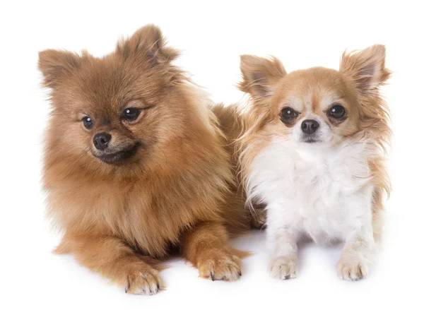 Spitz pomeraniano y chihuahua —  Fotos de Stock