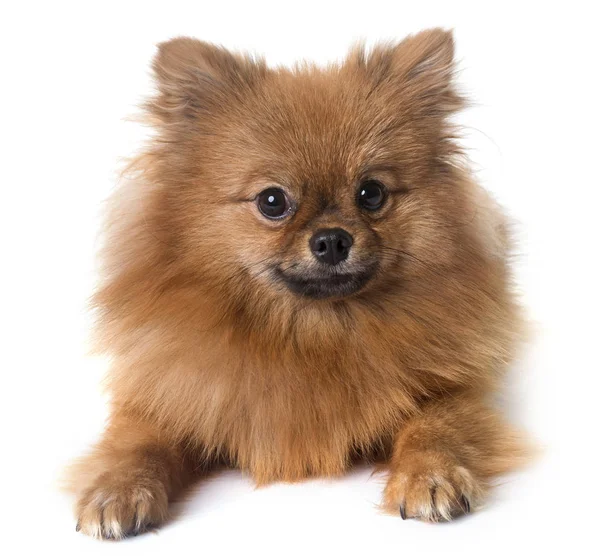 Pomeranian spitz in studio — Stock Photo, Image