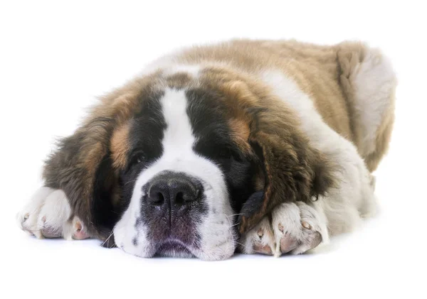 Chiot Saint Bernard — Photo