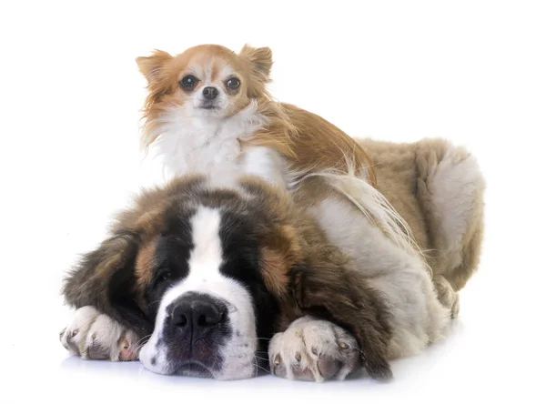 Puppy saint bernard en chihuahua — Stockfoto