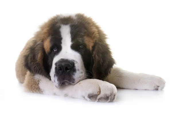 Cachorrinho São Bernardo — Fotografia de Stock