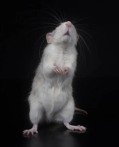 Молодая крыса в студии — стоковое фото