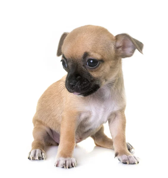 Puppy chihuahua in studio — Stockfoto