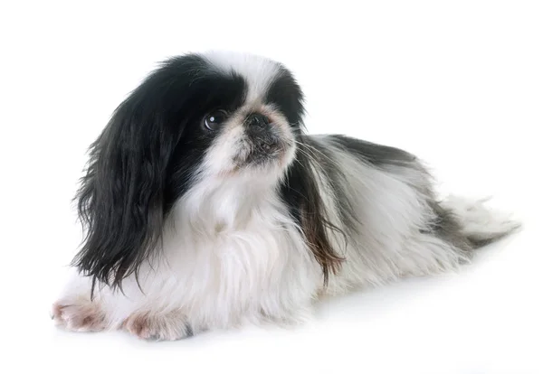 스튜디오에서 Pekingese 개 — 스톡 사진