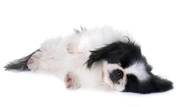 Pekingese dog in studio — Stock Photo, Image