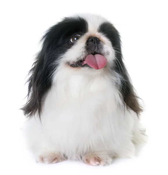 Perro pekinés en estudio — Foto de Stock