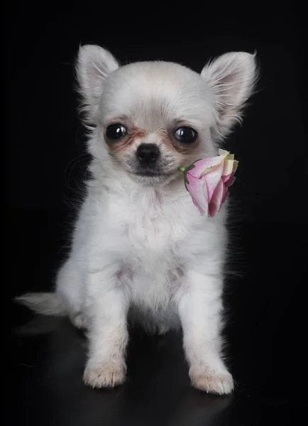 Chihuahua cachorro y flor — Foto de Stock