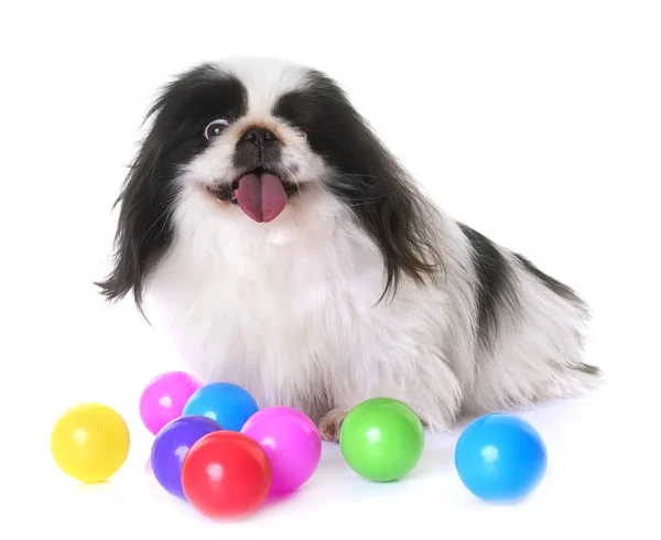 Cane pechinese in studio — Foto Stock