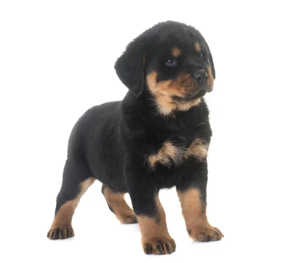 Cachorro rottweiler em estúdio — Fotografia de Stock