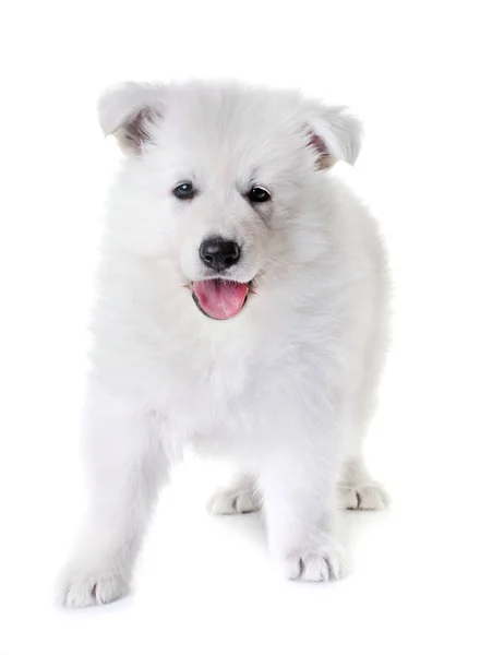 Köpek yavrusu beyaz İsviçre çoban köpeği — Stok fotoğraf