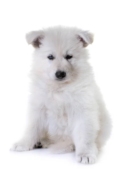 Cachorro branco suíço cão pastor — Fotografia de Stock