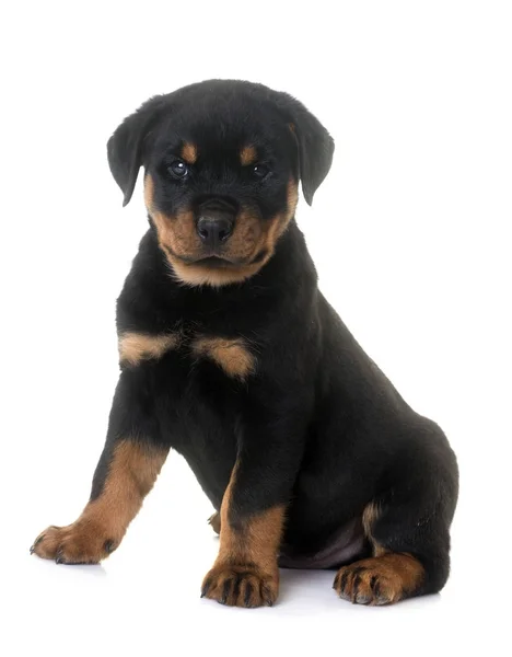 Cachorro rottweiler en estudio — Foto de Stock