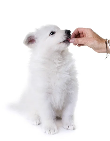 Köpek yavrusu beyaz İsviçre çoban köpeği — Stok fotoğraf