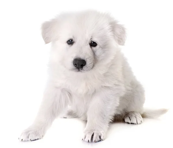 Cachorro blanco suizo pastor perro — Foto de Stock