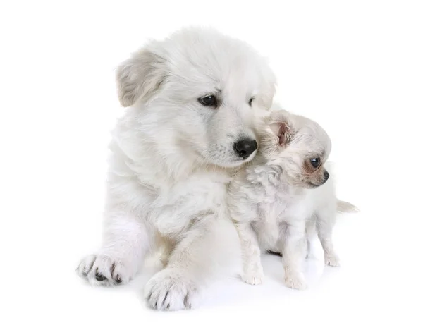 De witte Zwitserse herdershond en pup chihuahua pup — Stockfoto