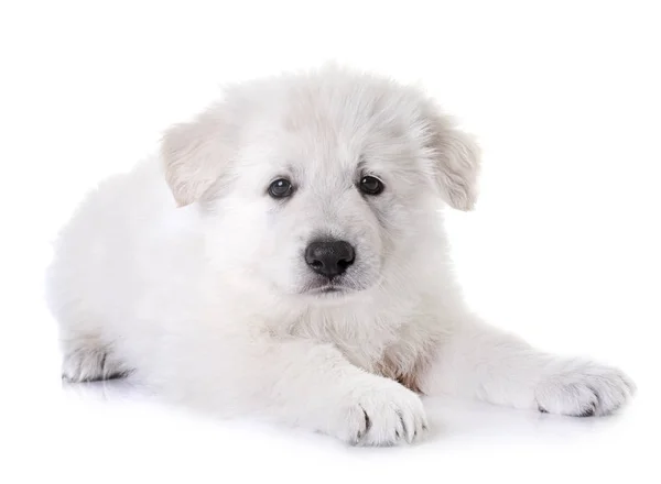 Puppy White Swiss Shepherd Dog — Stock Photo, Image