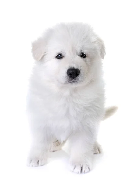 Cachorro blanco suizo pastor perro — Foto de Stock